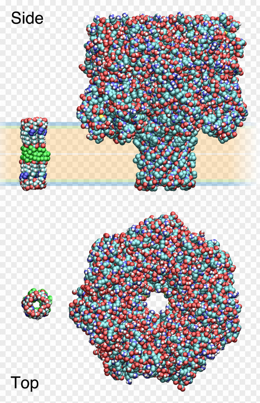 Synthetic Ion Channels Hemolysin Cyclodextrin PNG