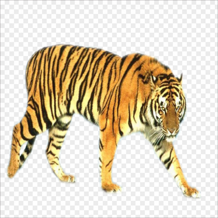 Tiger Blog Animal PNG