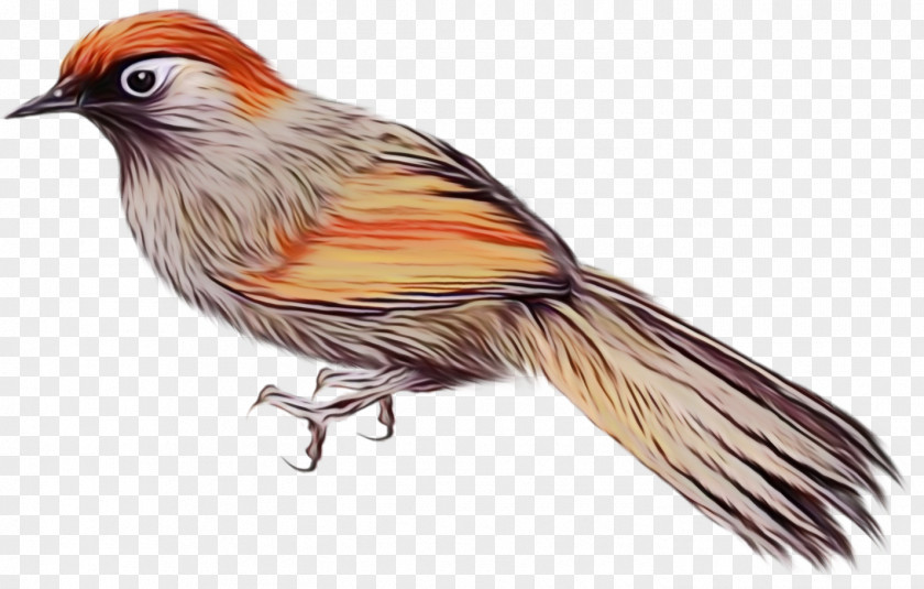 Feather PNG