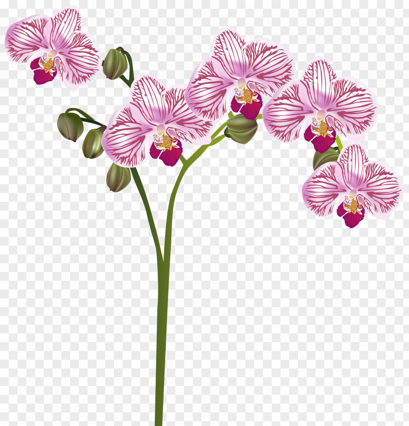 Orchid Transparent Clip Art Image Orchids Flower PNG