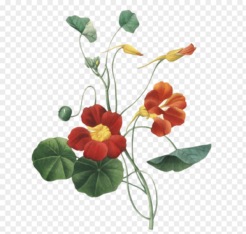 Painting Garden Nasturtium Botanical Illustration Design PNG