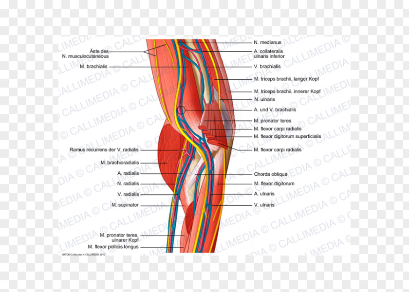 Shoulder Elbow Muscle Nerve Blood Vessel PNG