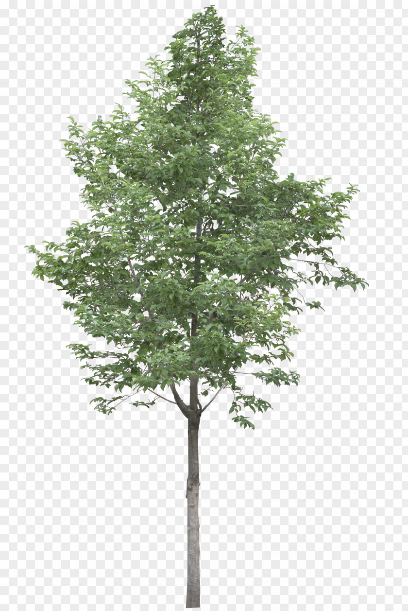 Trees Tree Acer Campestre Stock Photography Clip Art PNG