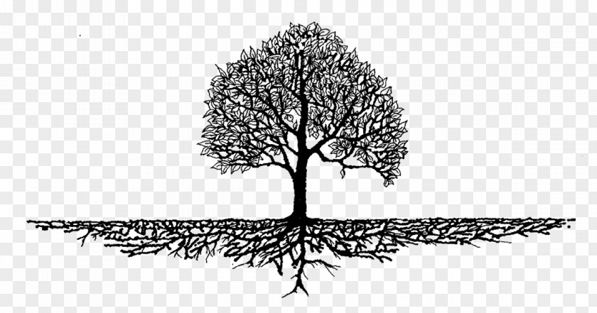 Trunk Blackandwhite Tree Woody Plant Branch Leaf PNG