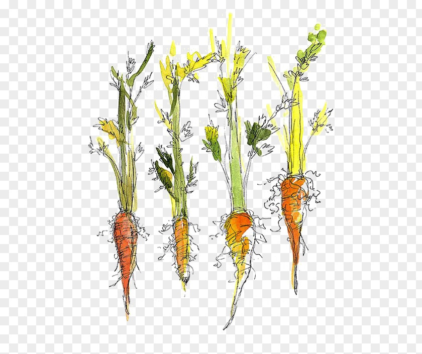 Carrot Vegetable Drawing Food Kitchen Garden PNG