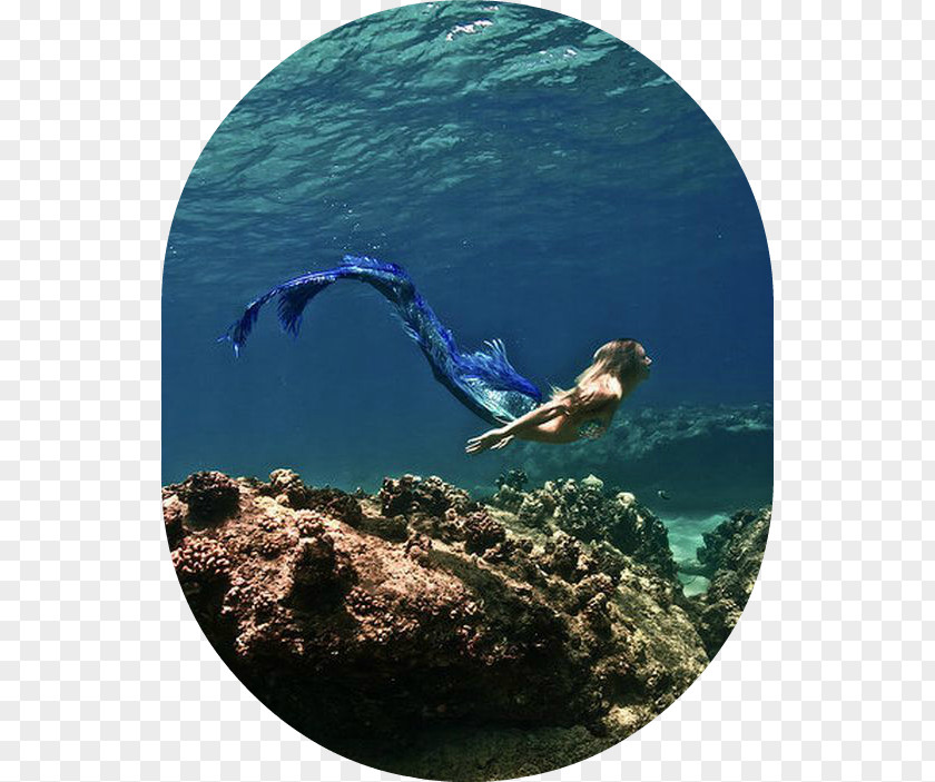 Colas De Sirena Mermaid Sea Fairy Legendary Creature PNG