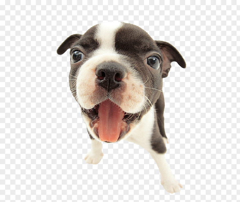 Dog Vector French Bulldog Puppy Cat Shock Collar Wallpaper PNG