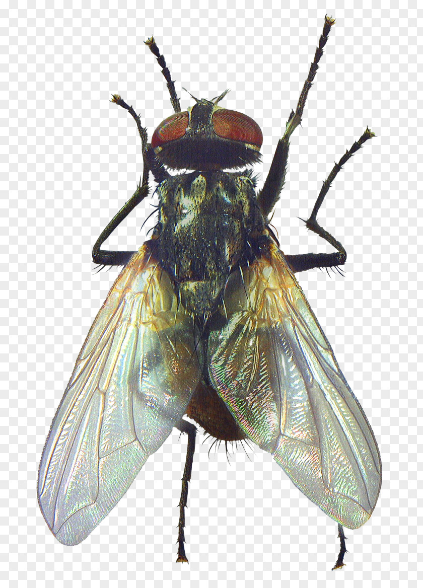 Fly Beetle Rendering Clipping Path PNG