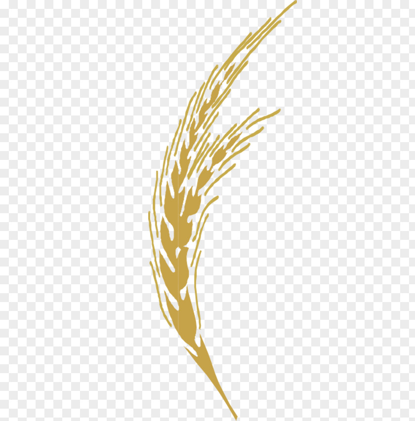 Golden Wheat Adobe Illustrator Illustration PNG