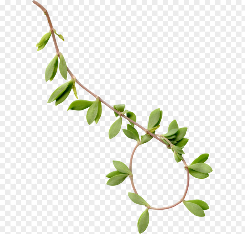Leaf Tree Branch PNG