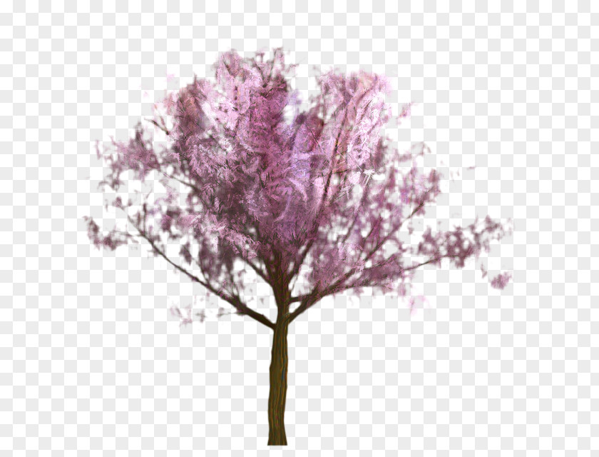 Plant Stem Magenta Cherry Blossom Tree PNG