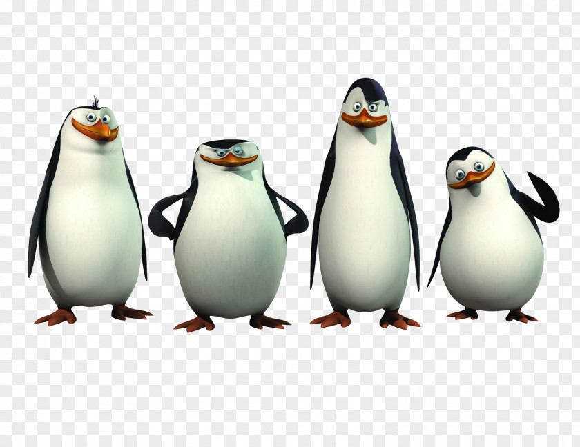 Madagascar Penguins Kowalski Skipper Penguin Wallpaper PNG