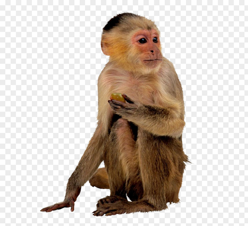 Buckle Material Monkey Picture Apes And Monkeys Giant Panda PNG