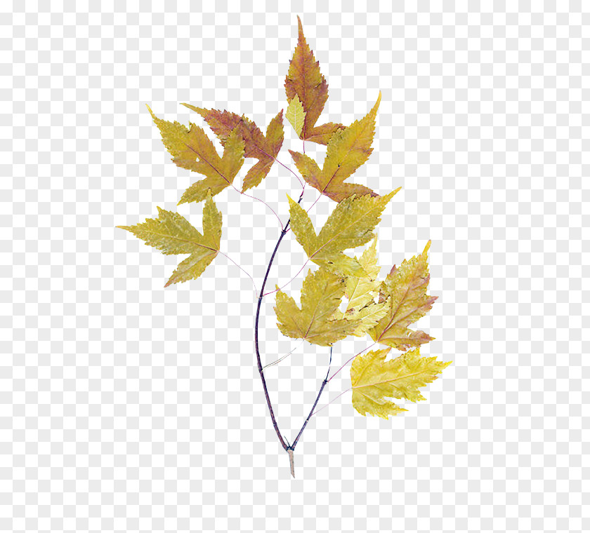 Maple Leaf Plane Earth Animation PNG