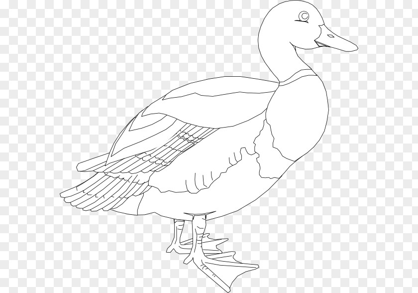 Duckling Vector Duck Goose American Pekin Mallard Clip Art PNG