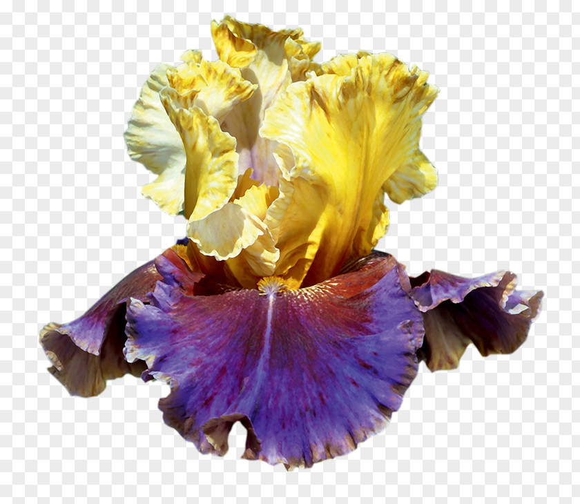 Iris Pennant Irises Bearded Cut Flowers Petal PNG