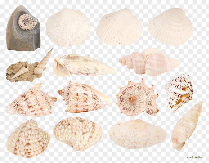 Scallops Conch Collection Seashell Marine Clip Art PNG