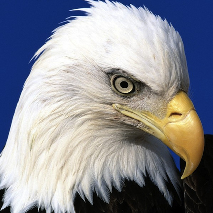Eagle Bald United States Bird Of Prey Jigsaw Puzzles PNG