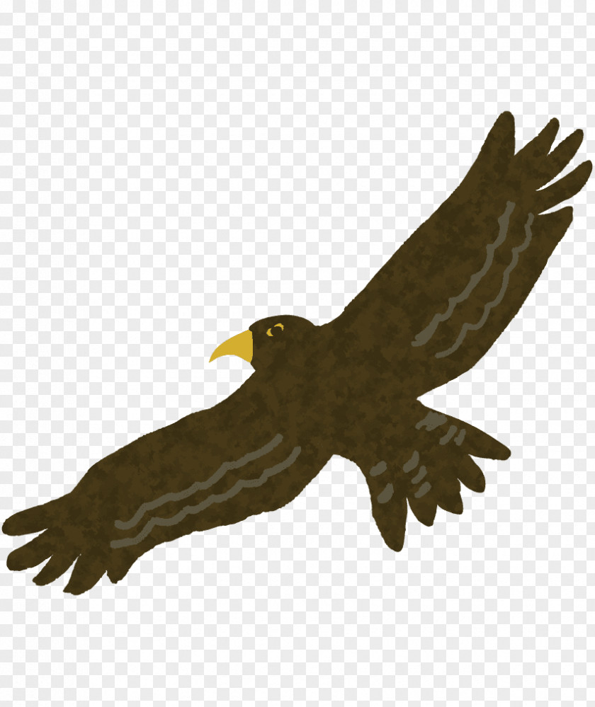 Eagle Hawk Buzzard Hatsuyume PNG