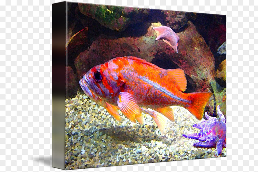 Purple Fish Goldfish Feeder Marine Biology Aquariums PNG