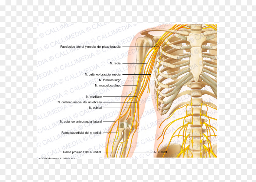 Arm Shoulder Anatomy Nerve Human Skeleton PNG