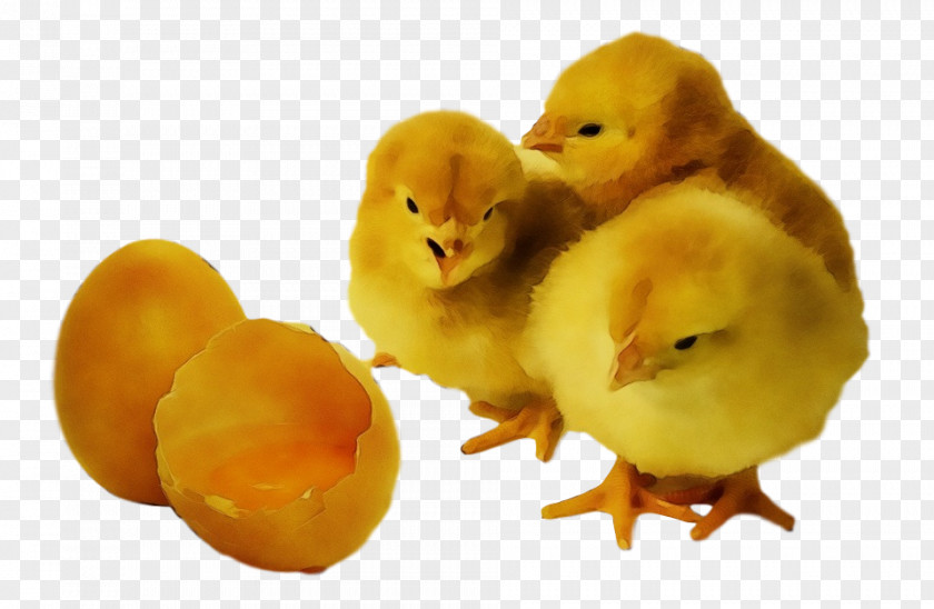 Yellow Bird Chicken Water Duck PNG