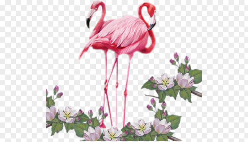 Bird Greater Flamingo Clip Art PNG