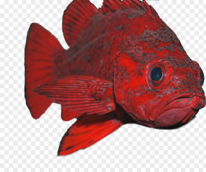 Bird Northern Red Snapper Marine Biology Fin PNG