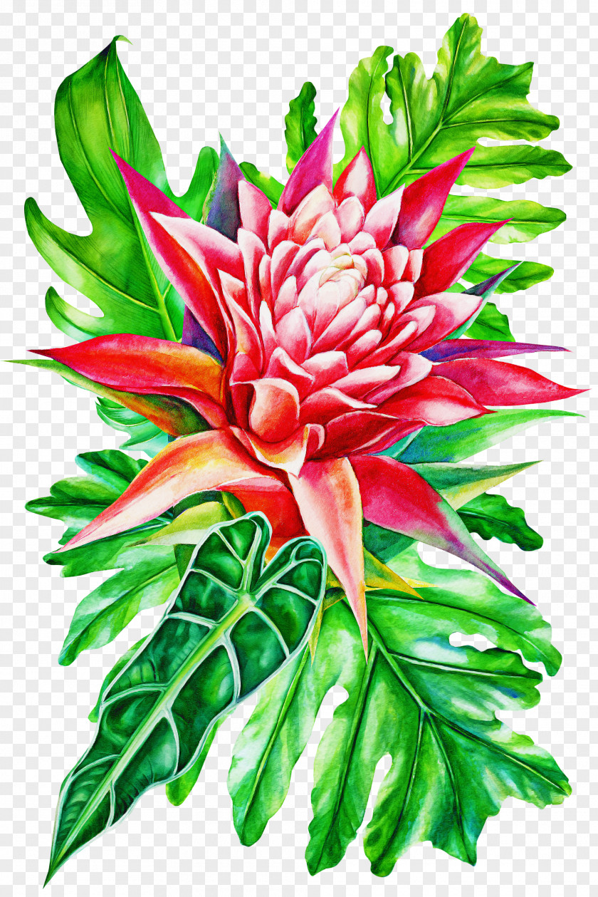 Flower Plant Protea Red Ginger Petal PNG