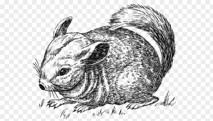 Mouse Long-tailed Chinchilla Vertebrate Drawing Rodent PNG