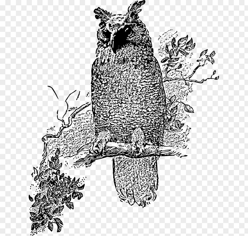 Owl Great Horned Bird Barred Clip Art PNG