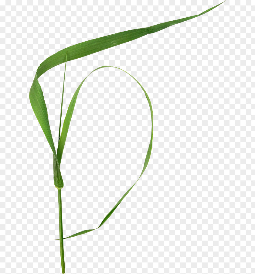 Plant Stem Grasses Clip Art PNG
