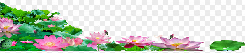 Take Days Lotus Download Google Images Floral Design Nelumbo Nucifera PNG