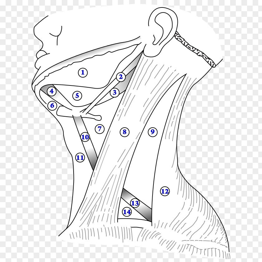Anterior Triangle Of The Neck Digastric Muscle Carotid Triangles Submandibular PNG