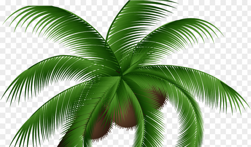 Coconut Clipart Water Palm Trees Clip Art PNG