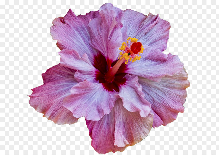 Flower Shoeblackplant Pink Flowers Light PNG
