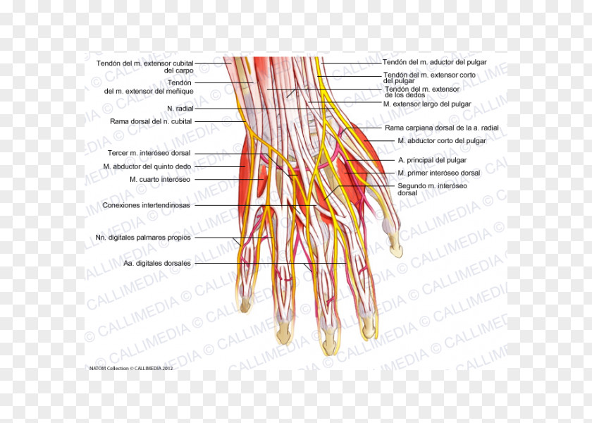 Hand Finger Nerve Common Palmar Digital Arteries Nervous System PNG