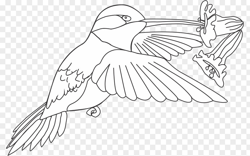 Nf Beak Bird Drawing Line Art Coloring Book PNG