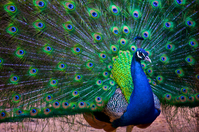 Peacock India Bird Asiatic Peafowl Rock Dove Columbidae PNG