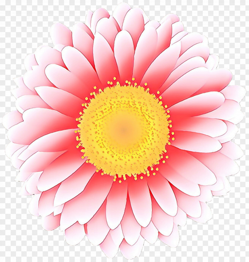Perennial Plant Marguerite Daisy Flowers Background PNG