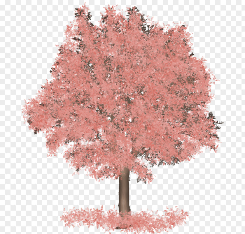 Tree Maple Centerblog Painting PNG