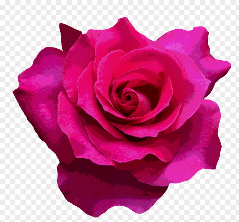 Valentine's Day Garden Roses Cabbage Rose Flower Bouquet Floribunda PNG