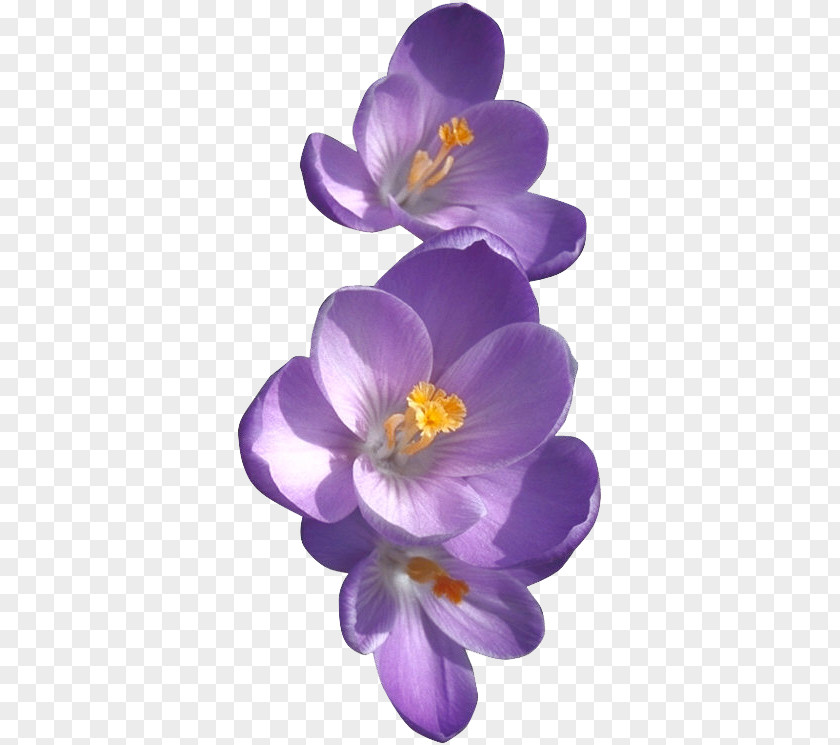 Crocus African Violets Birth Flower Sweet Violet PNG