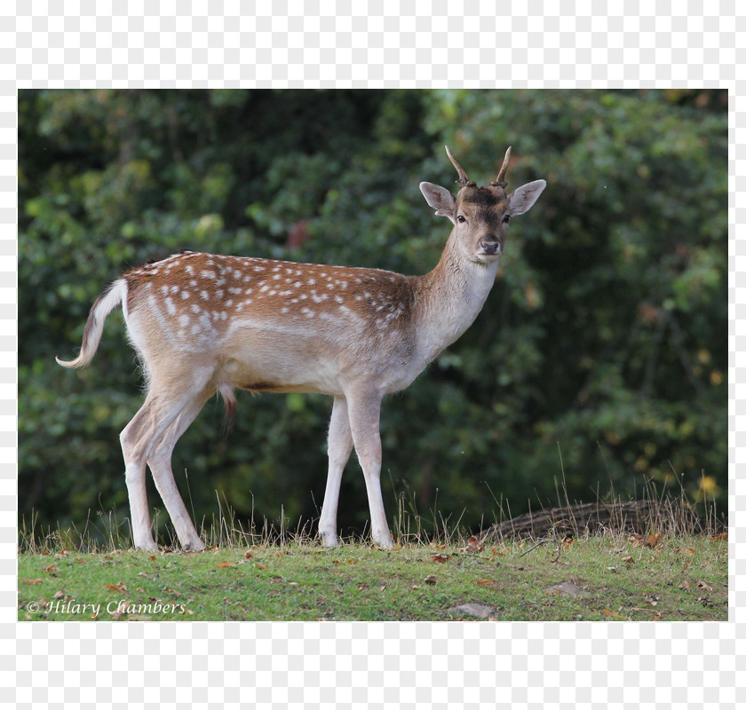 Deer White-tailed Elk National Park Antler PNG