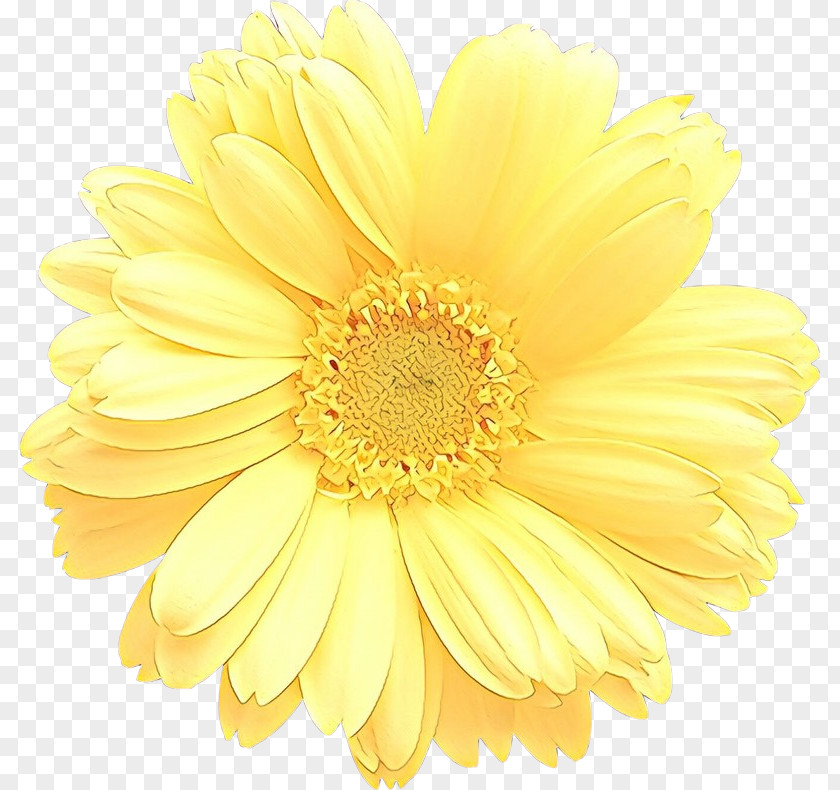 Cut Flowers Adobe Photoshop Transvaal Daisy PNG