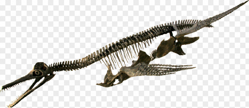 Dinosaur Rocky Mountain Resource Center Dolichorhynchops Elasmosaurus Diplodocus Trinacromerum PNG