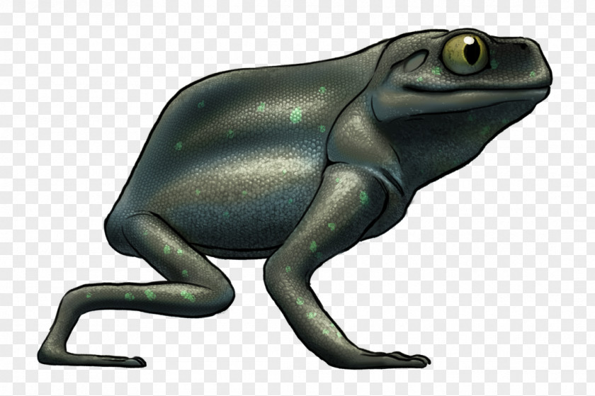 Frog Toad Tree True Frogget PNG