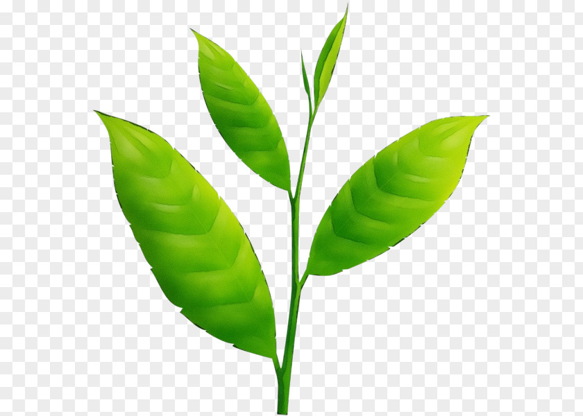 Leaf Flower Plant Coca Stem PNG