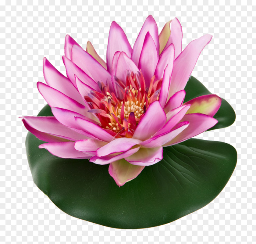 Nelumbo Nucifera Water Lilies Flower Garden Pond PNG