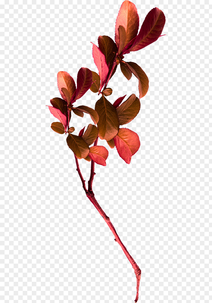 Autumn Leaves Decorative Material Petal Leaf Color PNG